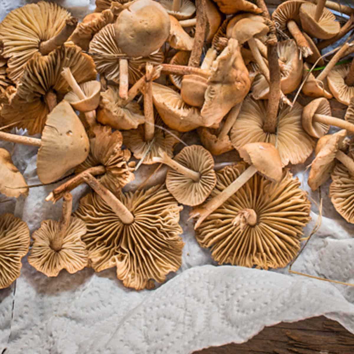 fairy ring mushrooms, marasmius oreades 