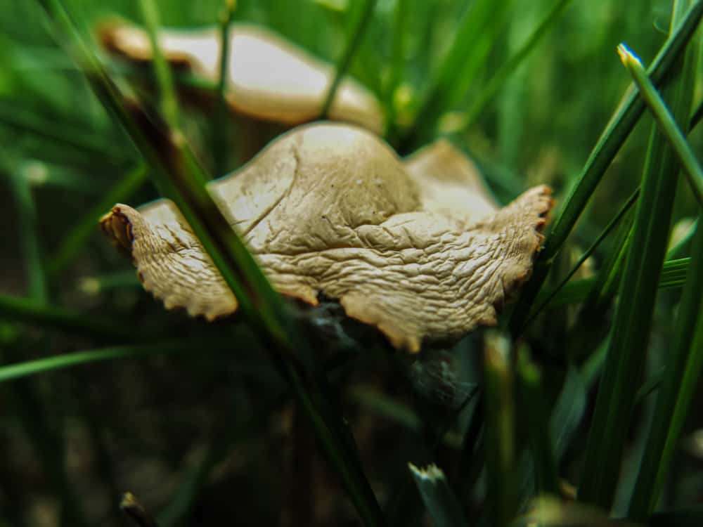 fairy ring mushrooms, marasmius oreades