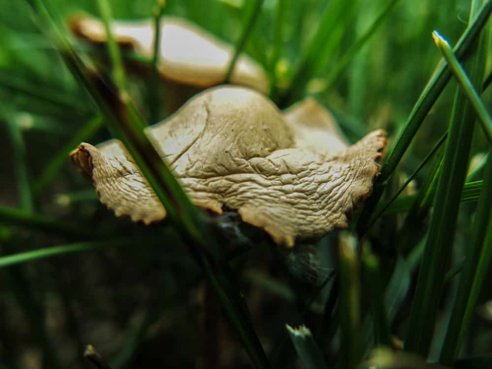 fairy-ring-mushrooms-or-marasmius-oreades