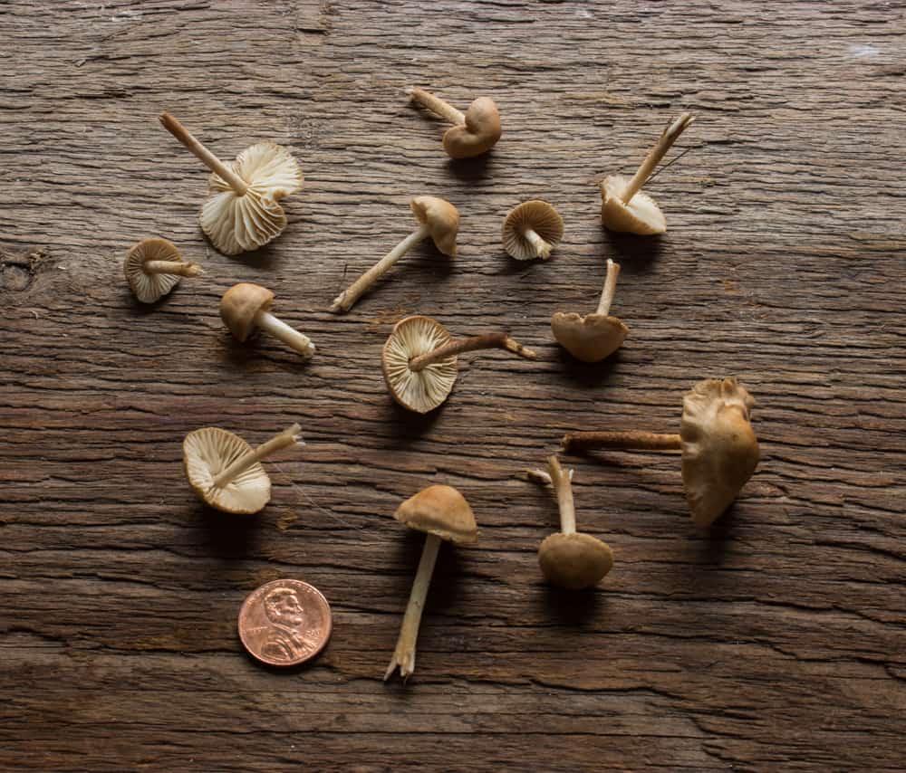 fairy ring mushrooms, marasmius oreades 
