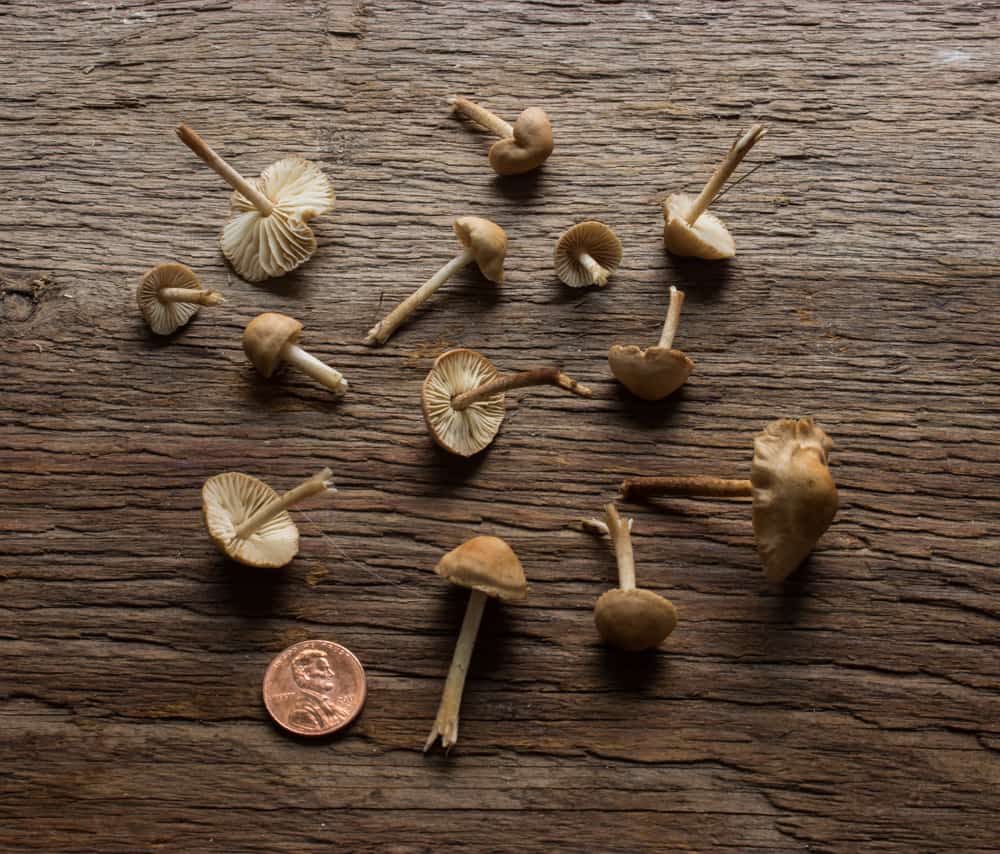 fairy-ring-mushrooms-or-marasmius-oreades