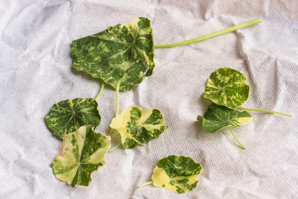 Variegated Nasturtiums