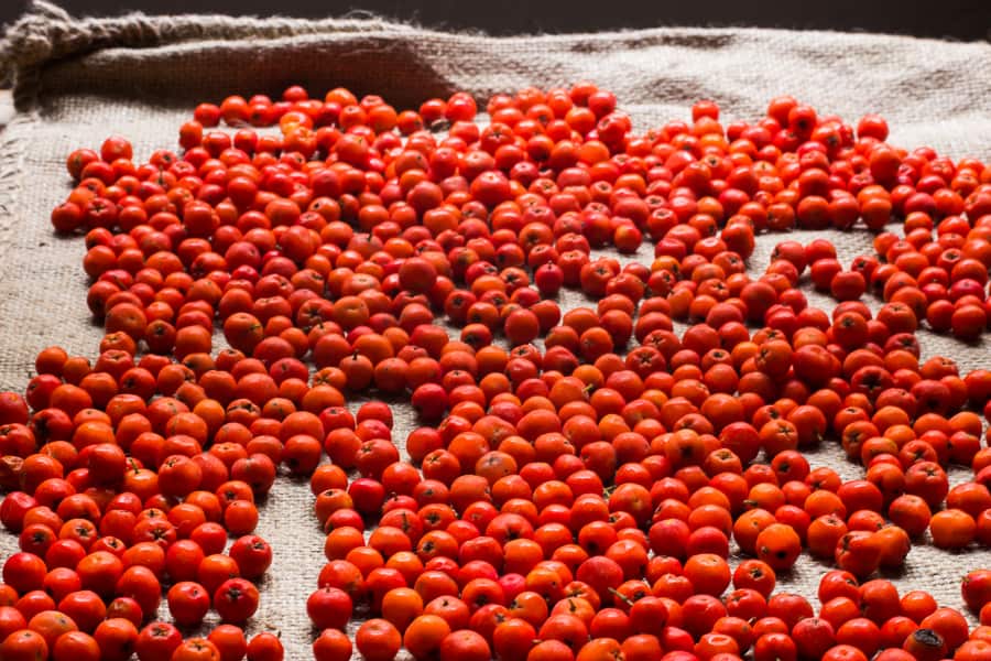 Rowan berries or mountain ash berries