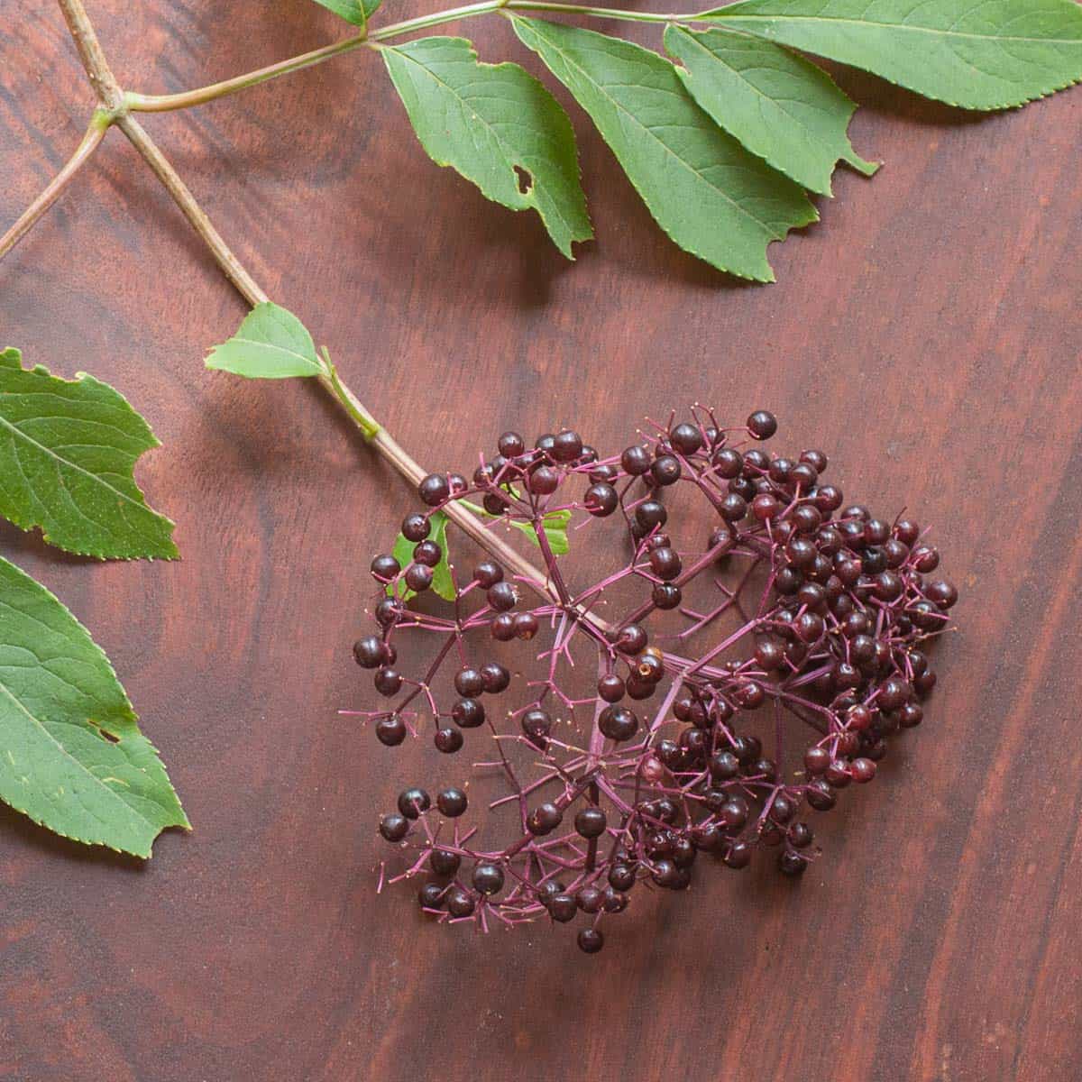 Elderberries