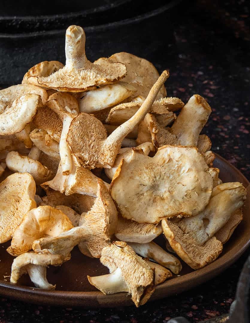 Hedgehog mushrooms or Hydnum umbillicatum