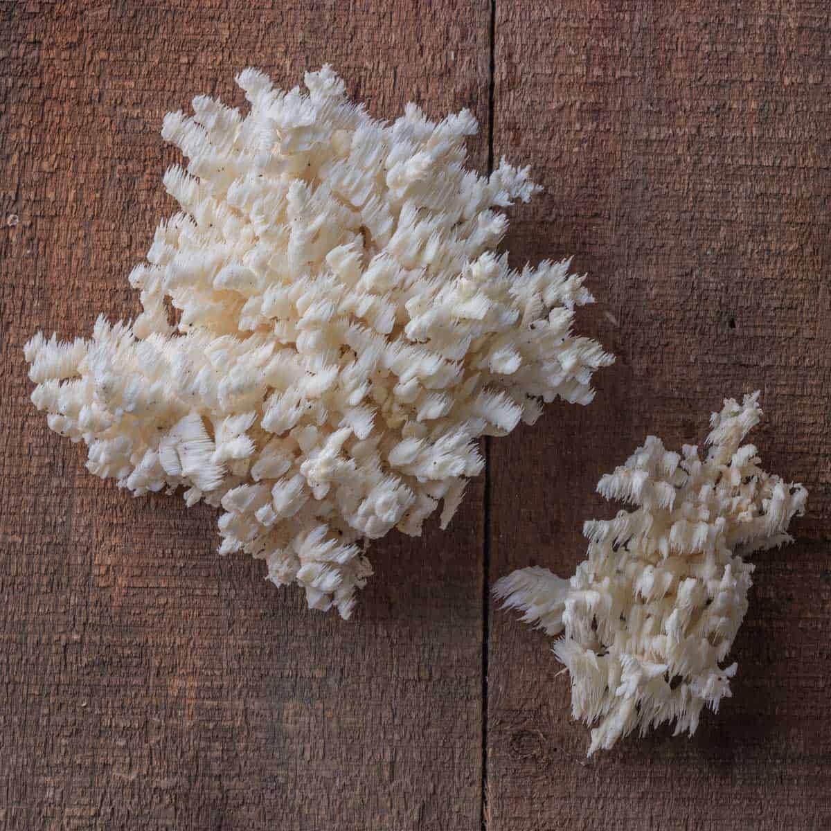 Hericium mushrooms or Hericium coralloides