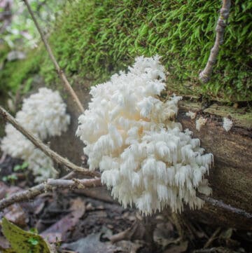 Hericium mushrooms or Hericium coralloides