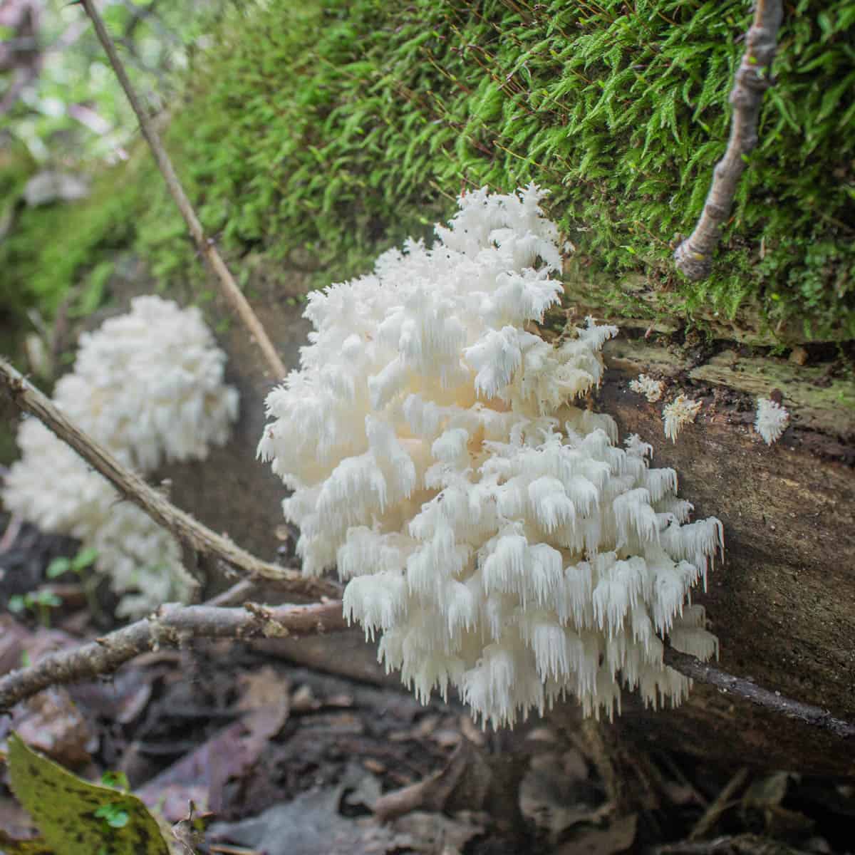 Hericium mushrooms or Hericium coralloides