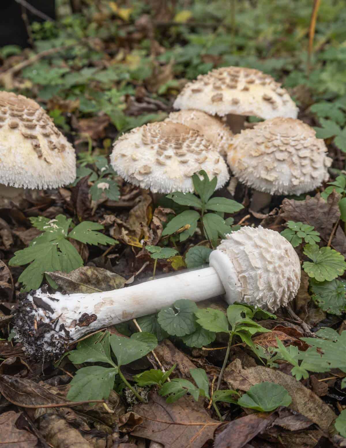 Shaggy parasol Chlorophyllum rhacodes