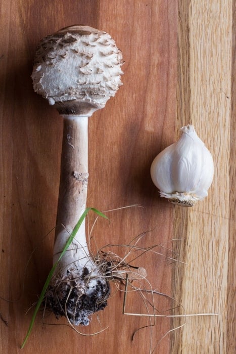 Shaggy parasol Chlorophyllum rhacodes