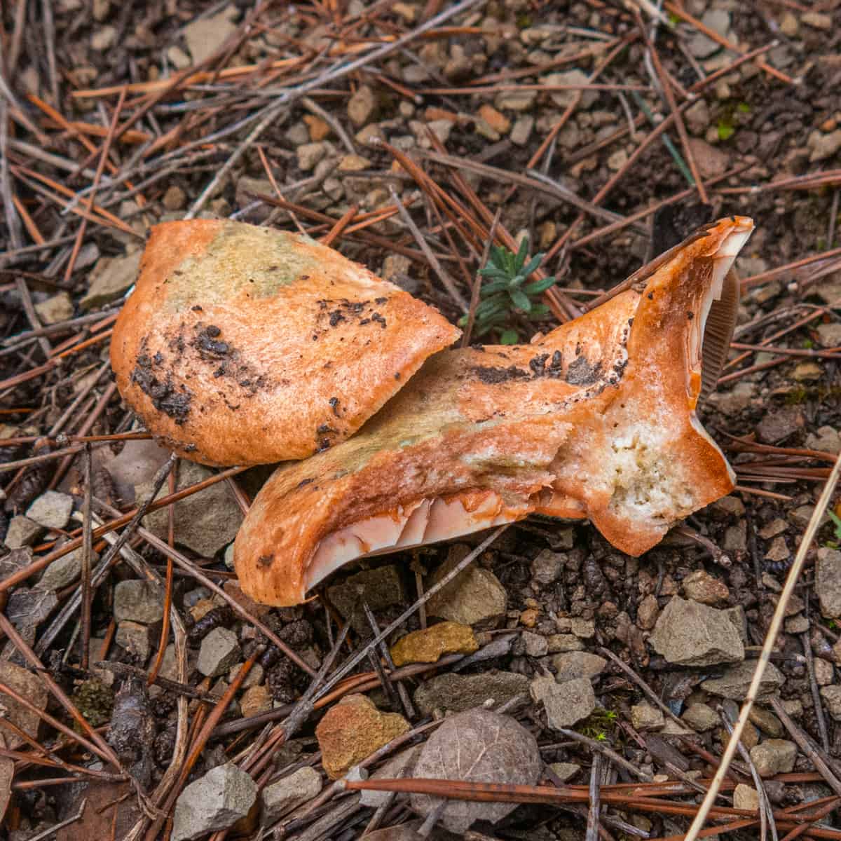 Bleeding milkcaps lactarius sanguifluus