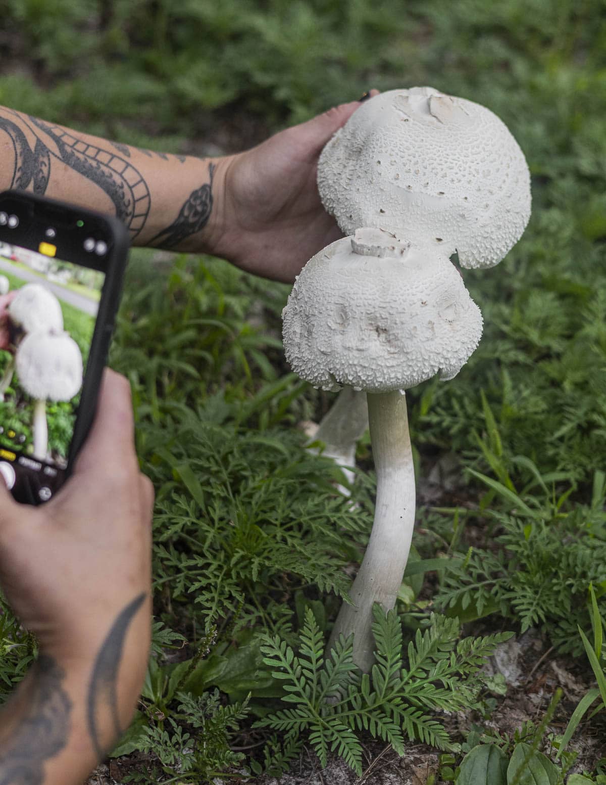 A woman taking a picture of two poisonous Chlorophyllum molybdites or green spored lepiota mushrooms growing in a boulevard in town. 