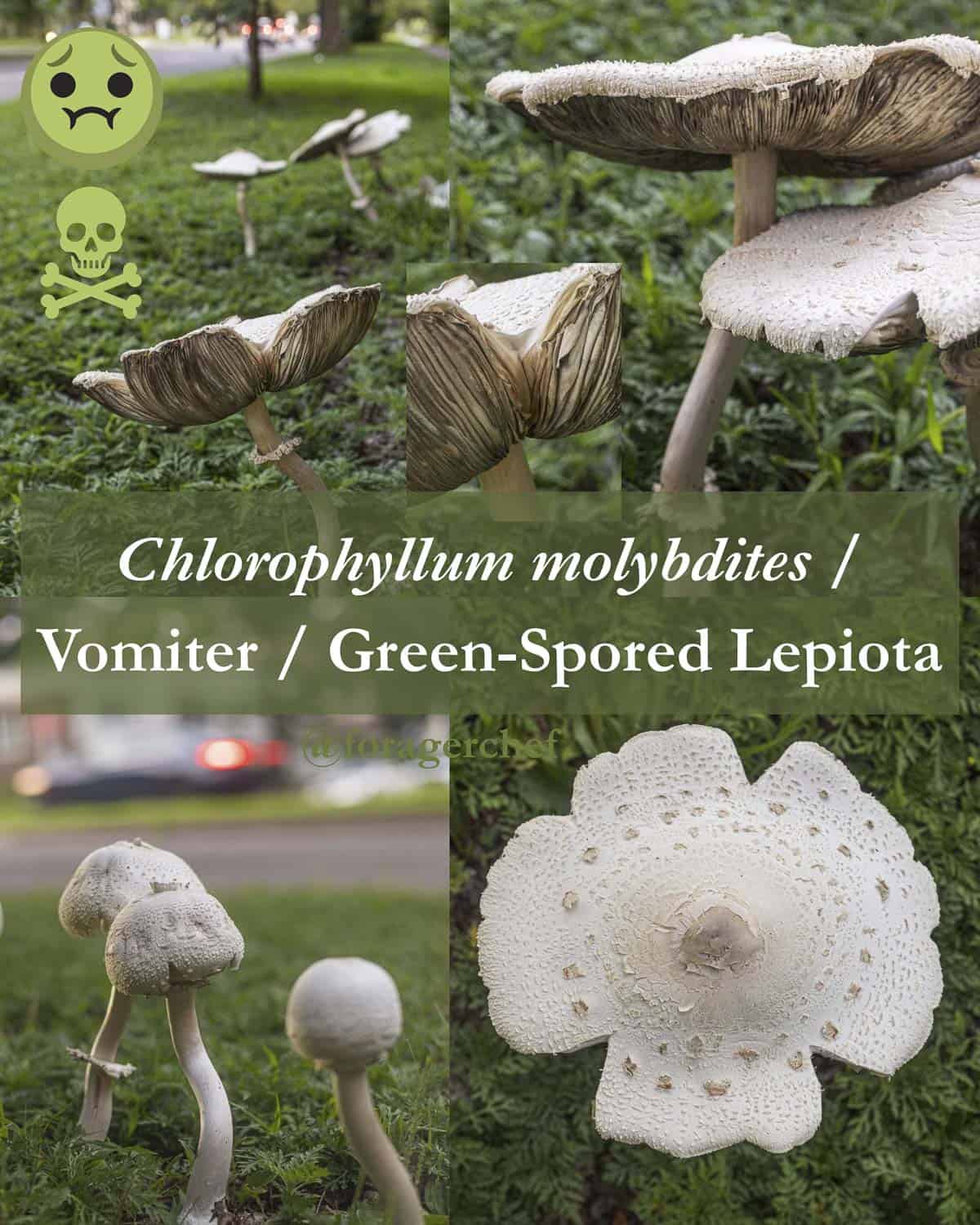 An infographic showing many images of poisonous green spored lepiota mushrooms or Chlorophyllum rhacodes for identification purposes. 