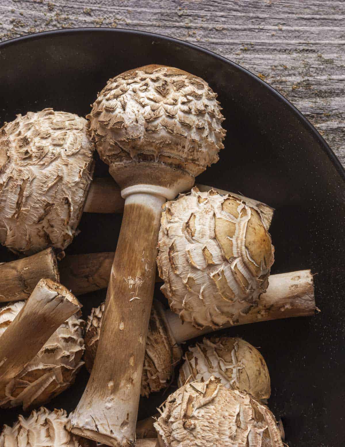 A black bowl filled with edible parasol mushroom caps with attached stems. 