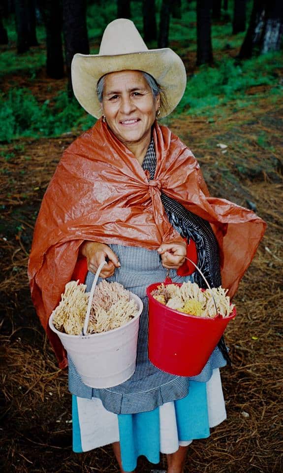 ramaria, coral mushroom, 