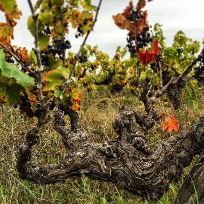 An abandoned French Vineyard