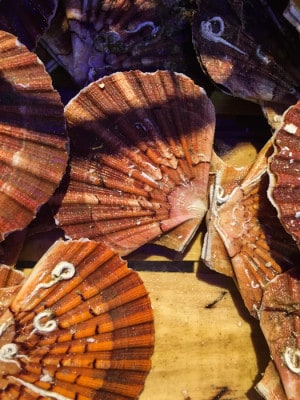 Scallops in their shells