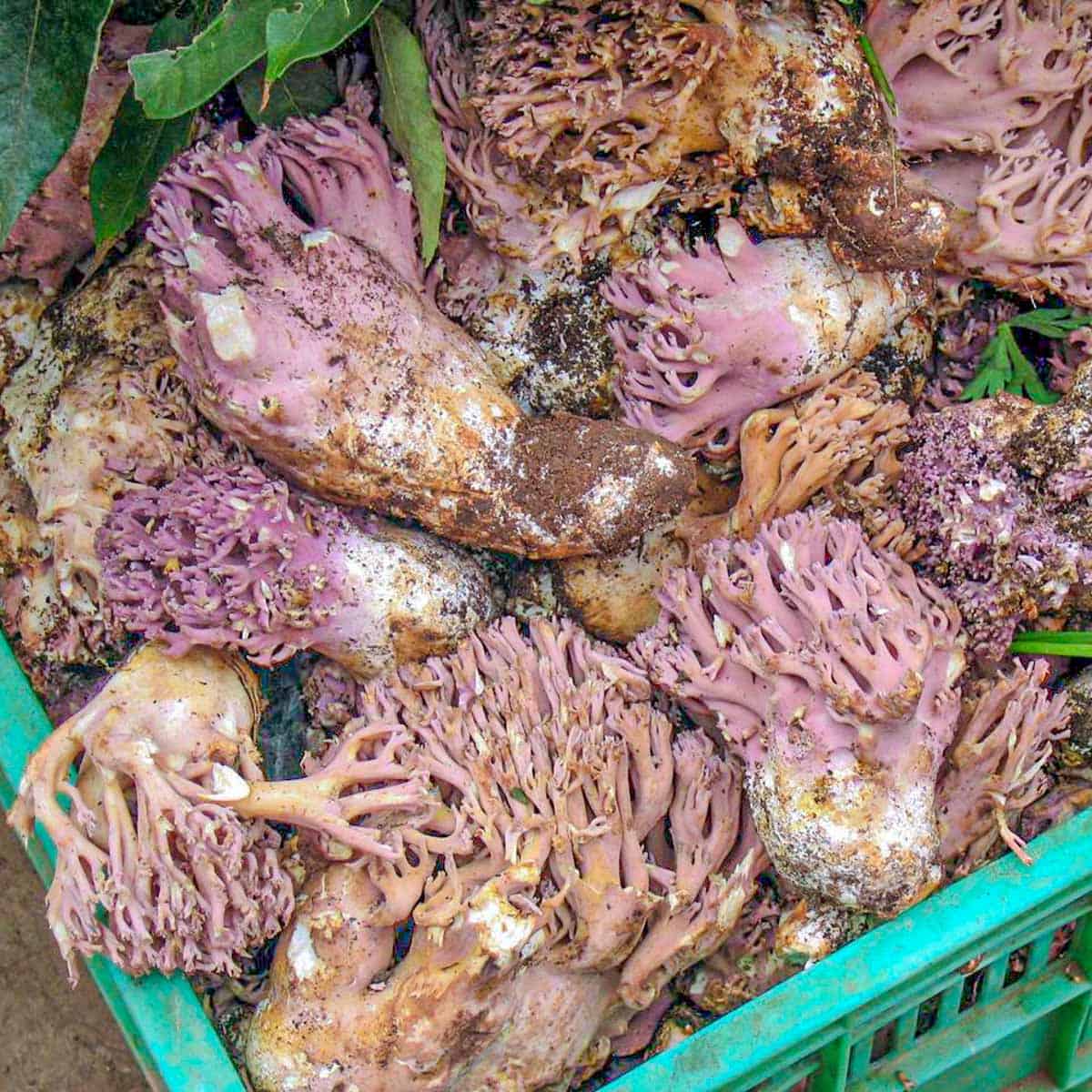 ramaria, coral mushroom