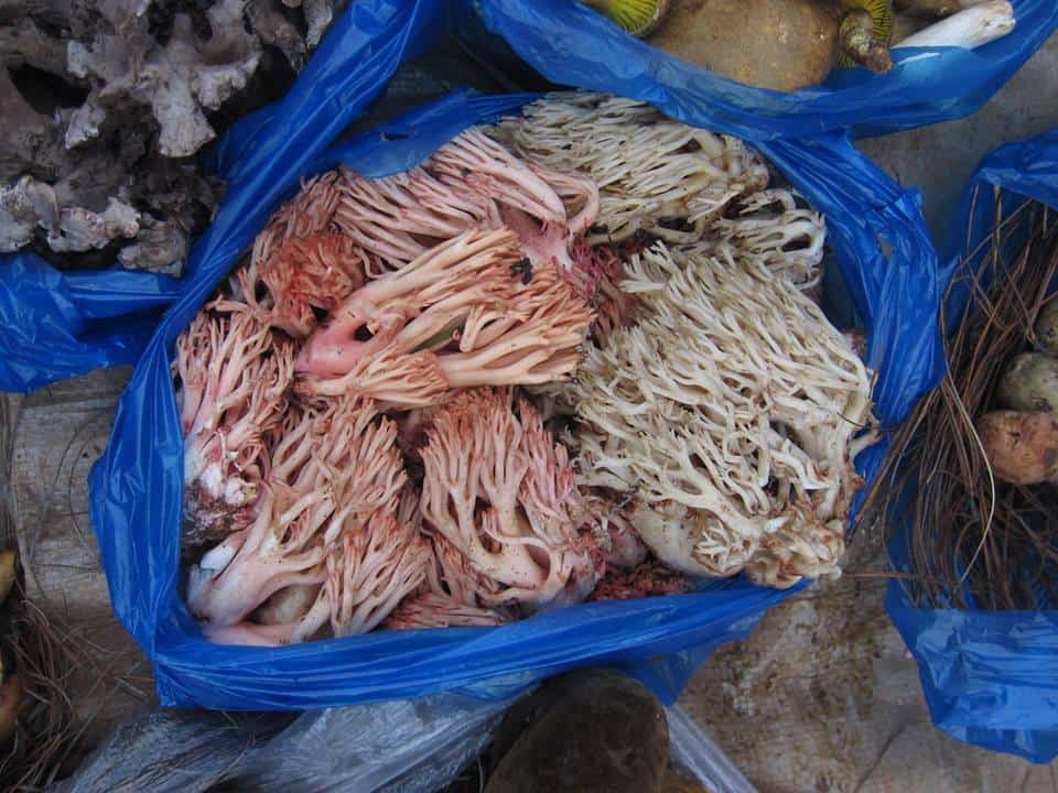 ramaria, coral mushroom, 