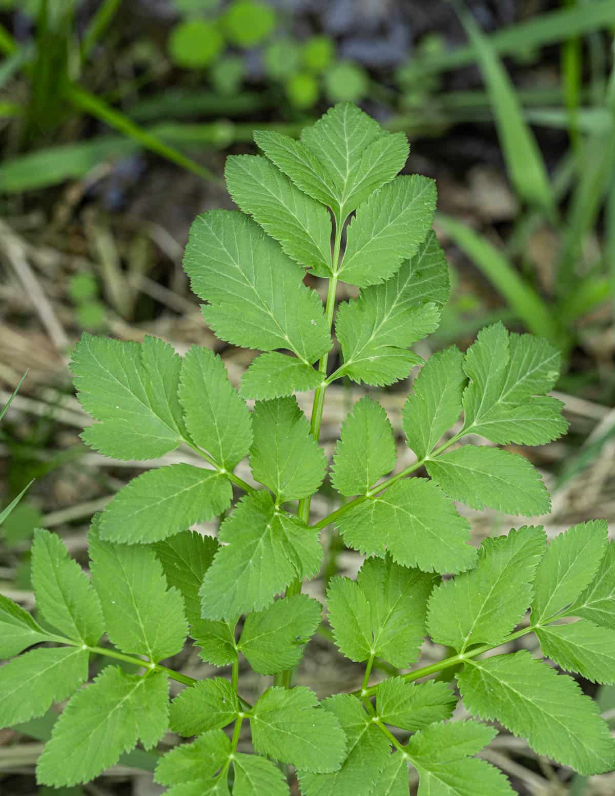 angelica leaves 