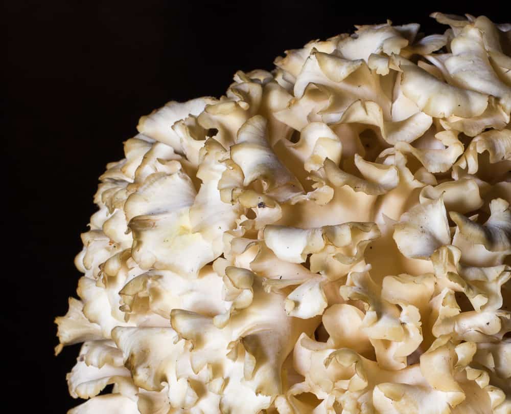 Cauliflower mushroom or Sparassis Crispa