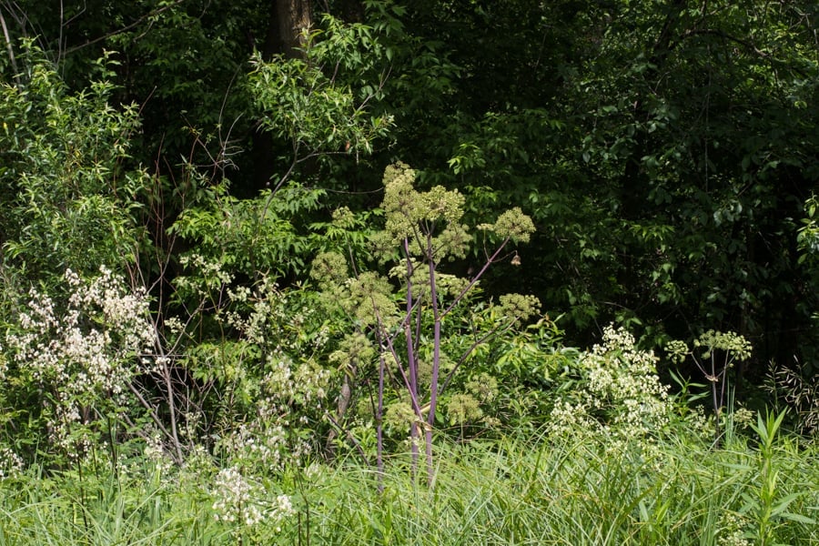 Wild Angelica