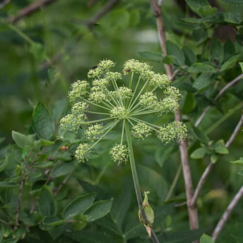 Wild Angelica Cooking and Uses Forager Chef
