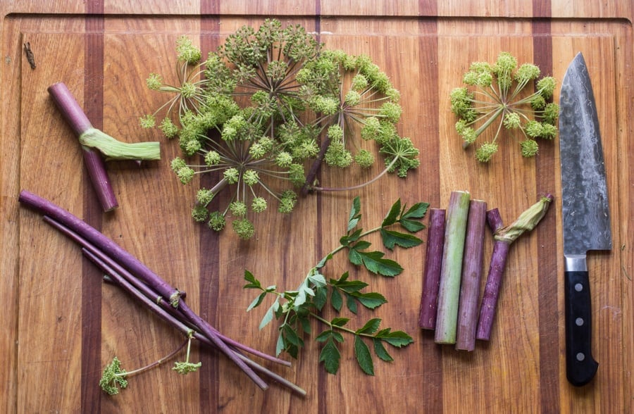 Wild Angelica: Cooking and Uses - Forager | Chef