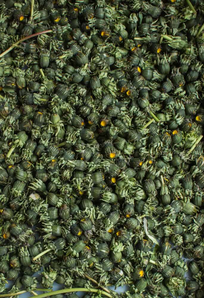 Dandelion Buds for Capers