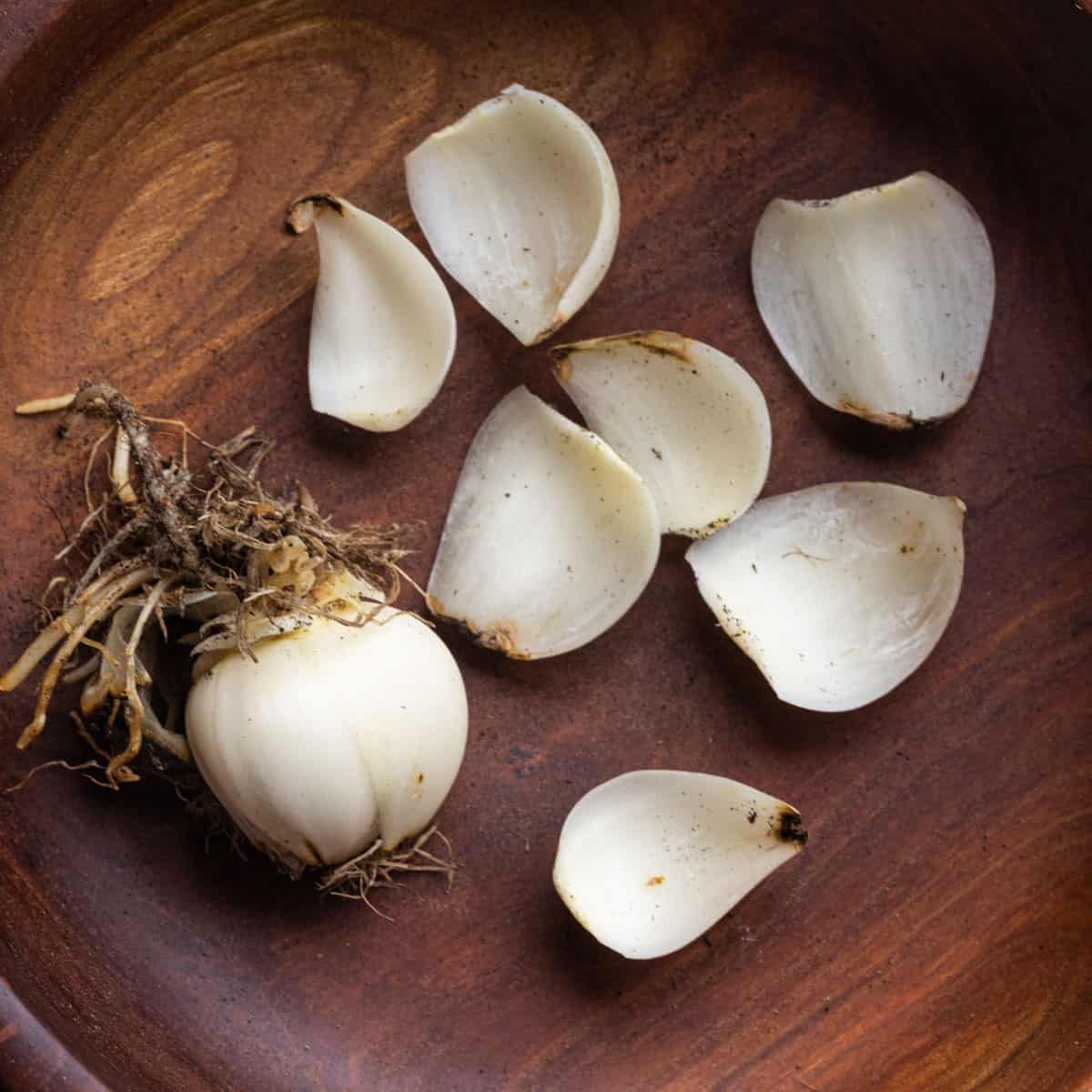 Canna Tuber Are Edible