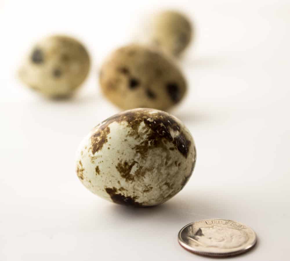 quail eggs