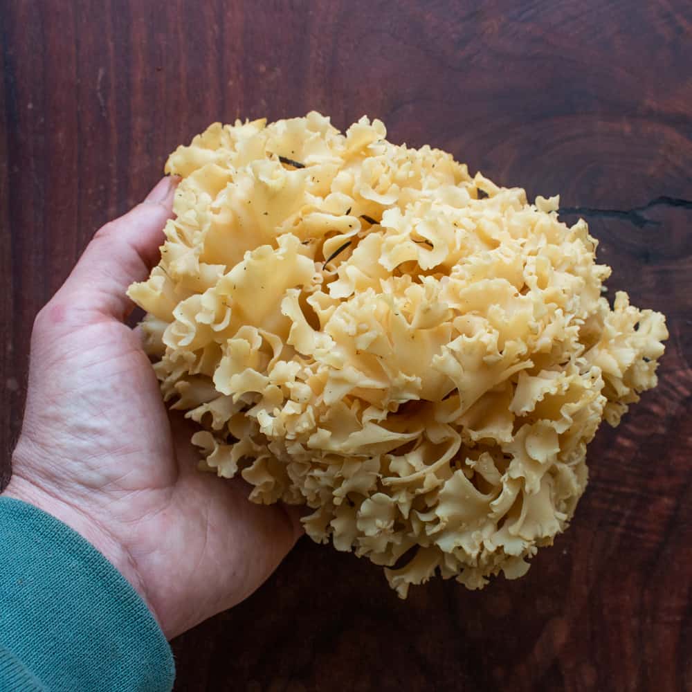 dirty cauliflower mushroom or sparassis crispa 