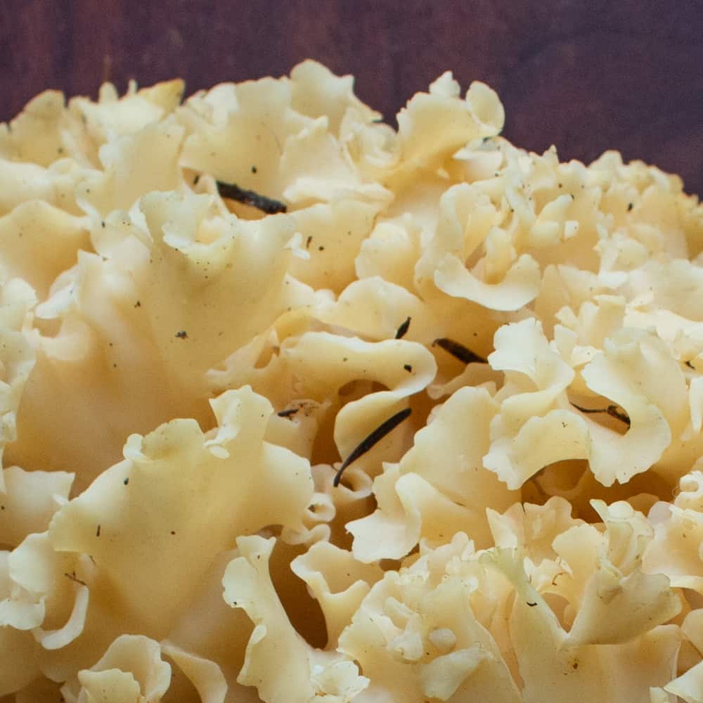 pine needles inside a cauliflower mushroom / sparassis crispa 