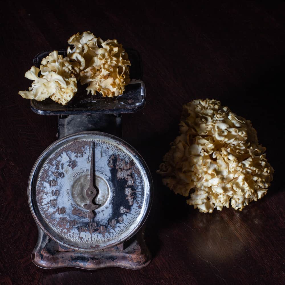 weighing cauliflower mushrooms on an antique scale 