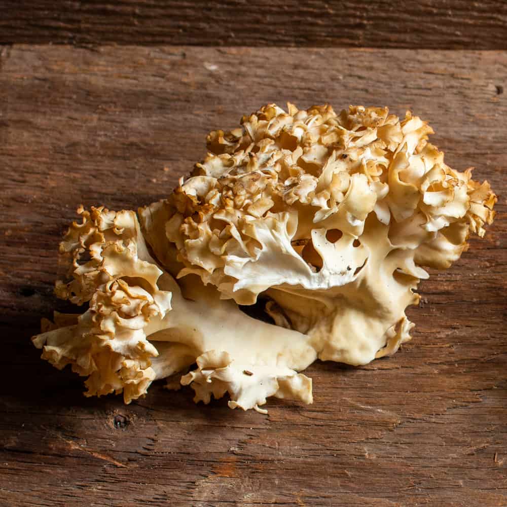 Cauliflower mushrooms torn in half to show the interior structure. 