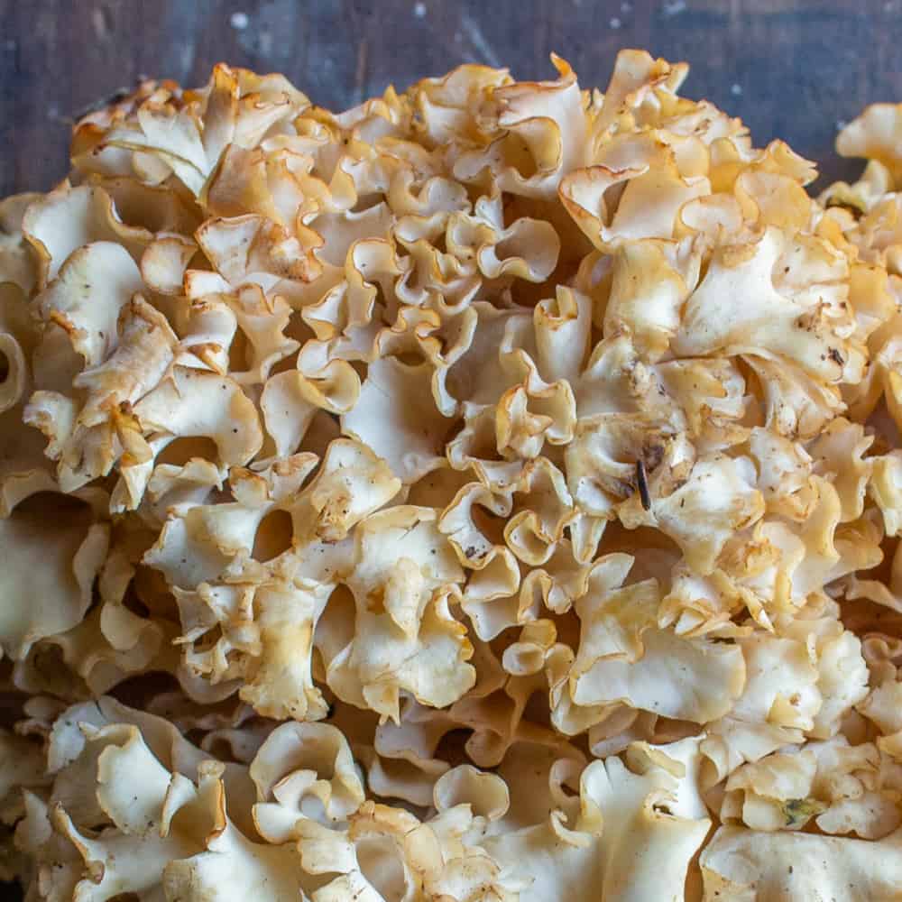 Close up of a cauliflower mushroom or sparassis crispa 