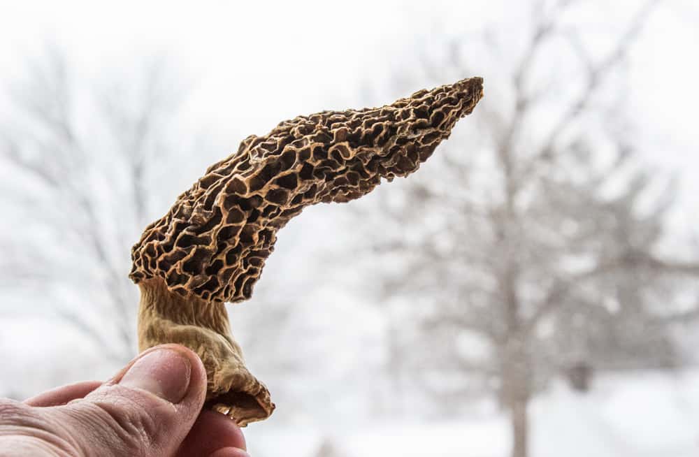 Winter Morel