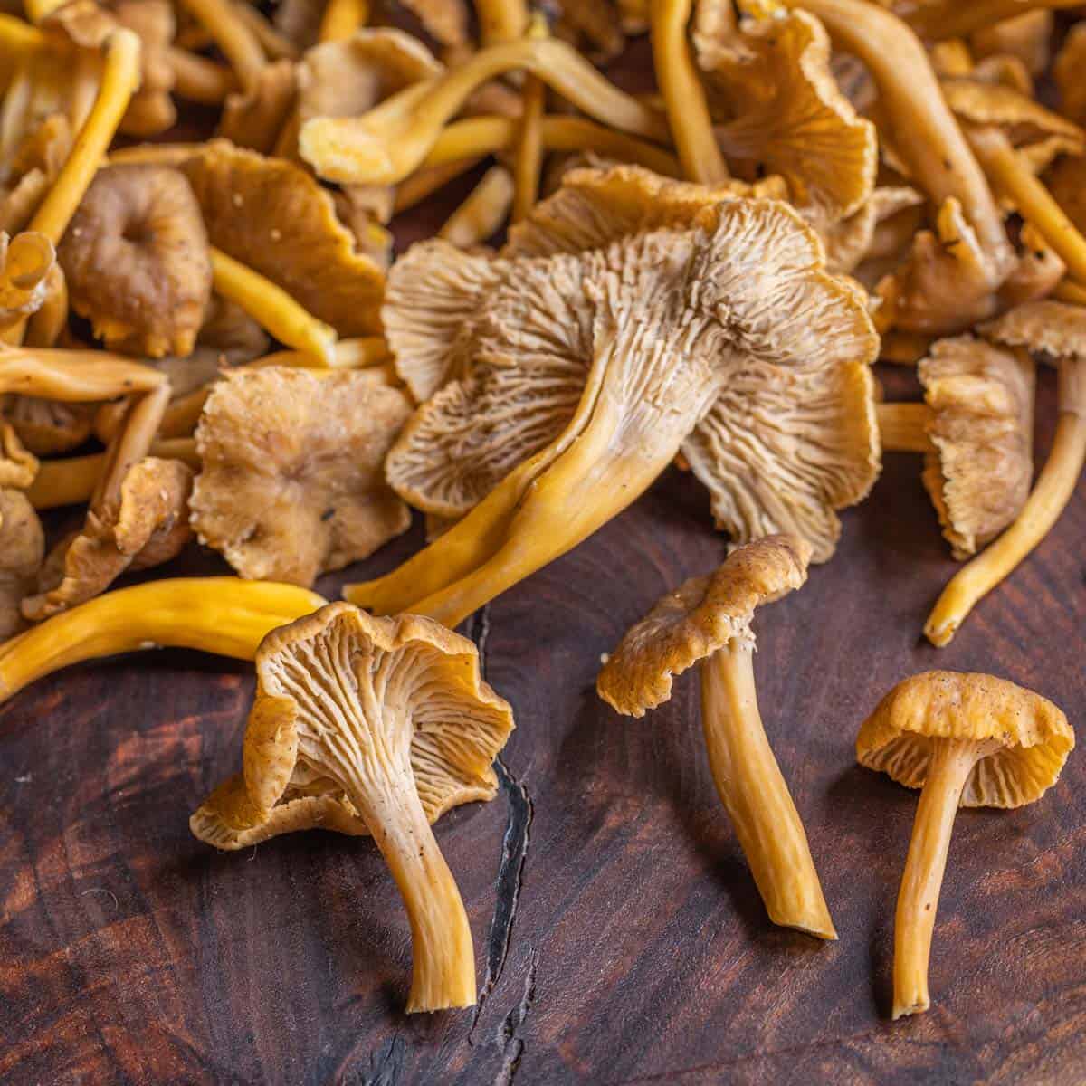 Yellowfoot chanterelle mushrooms or winter chanterelles