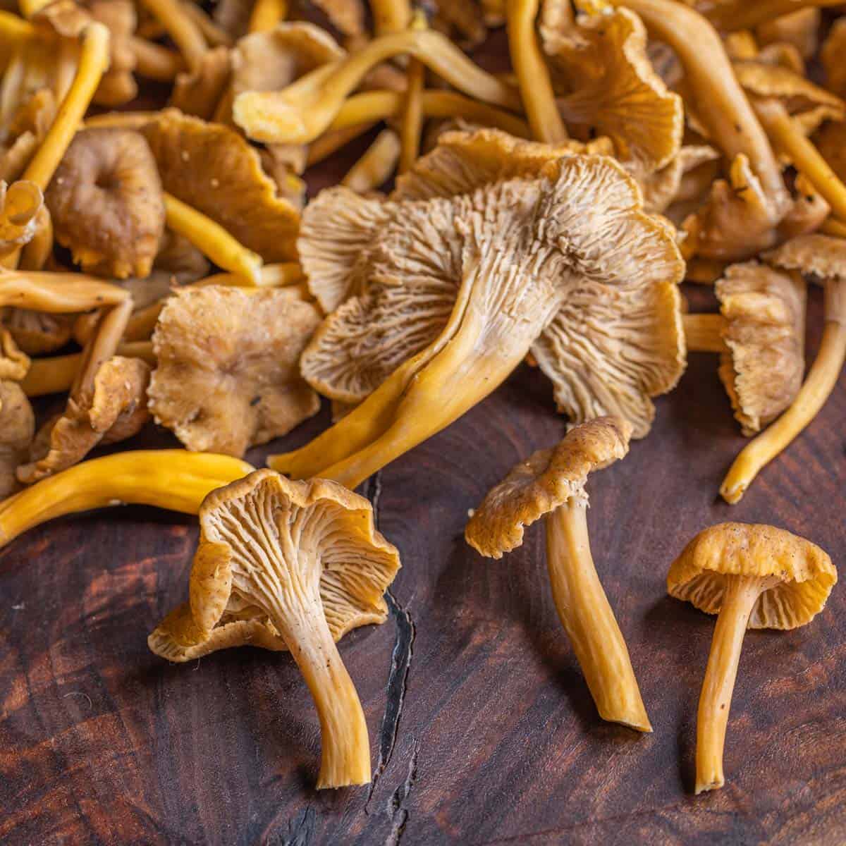 Winter Chanterelle Recipes at Nancy McFadden blog