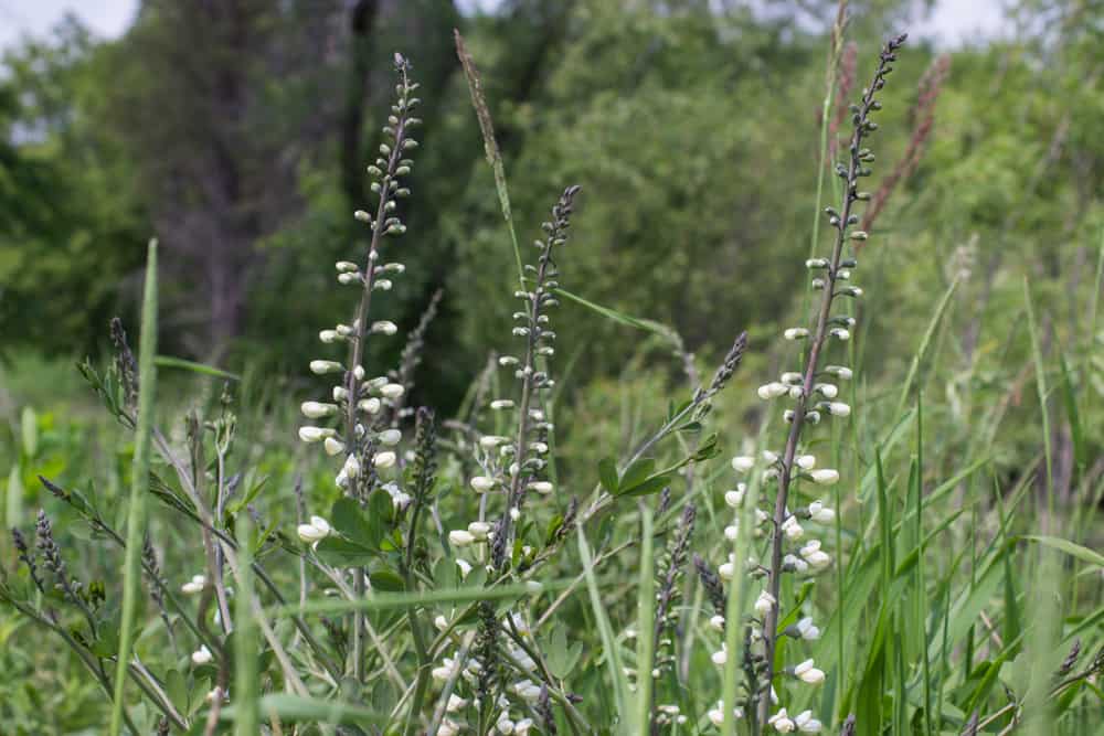 Baptisia, a wild asparagus look a like