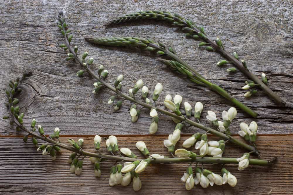 Baptisia wild asparagus look a like