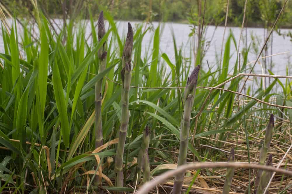 Baptisia, a wild asparagus look a like