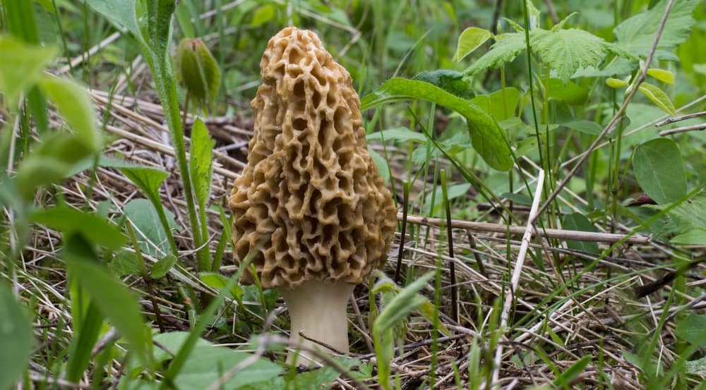 Blonde morel mushroom from Minnesota