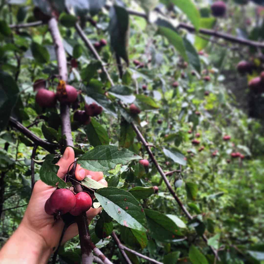 crab apples, foraging 