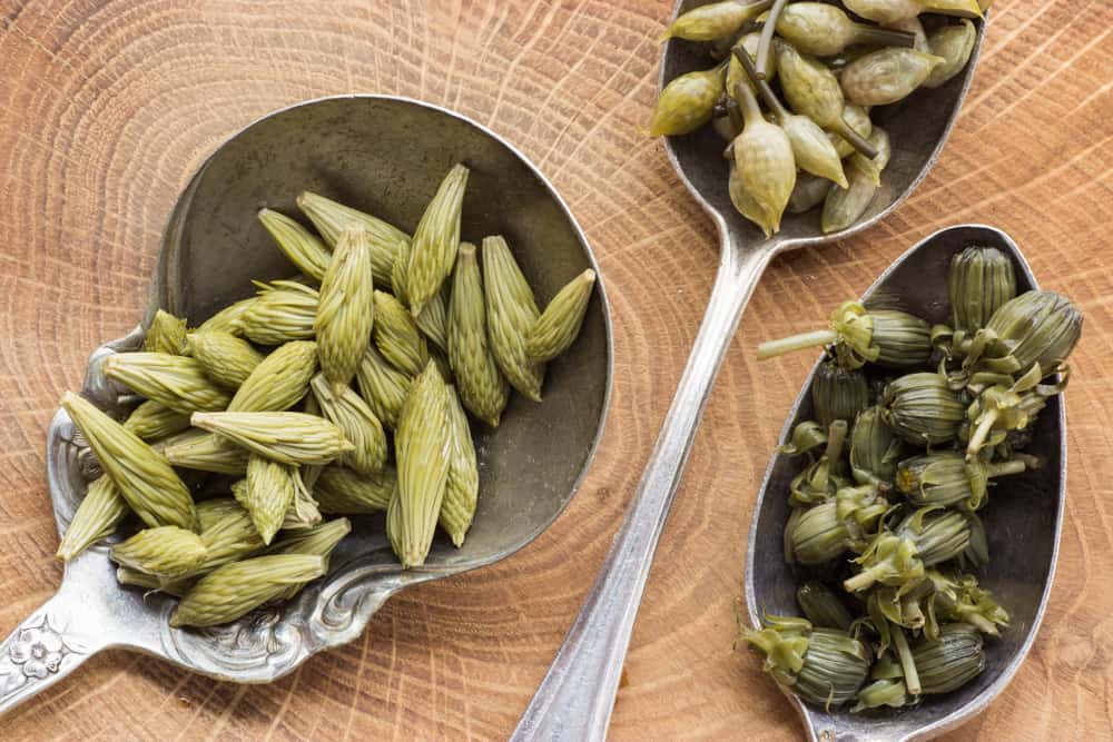 spruce, chive and dandelion capers