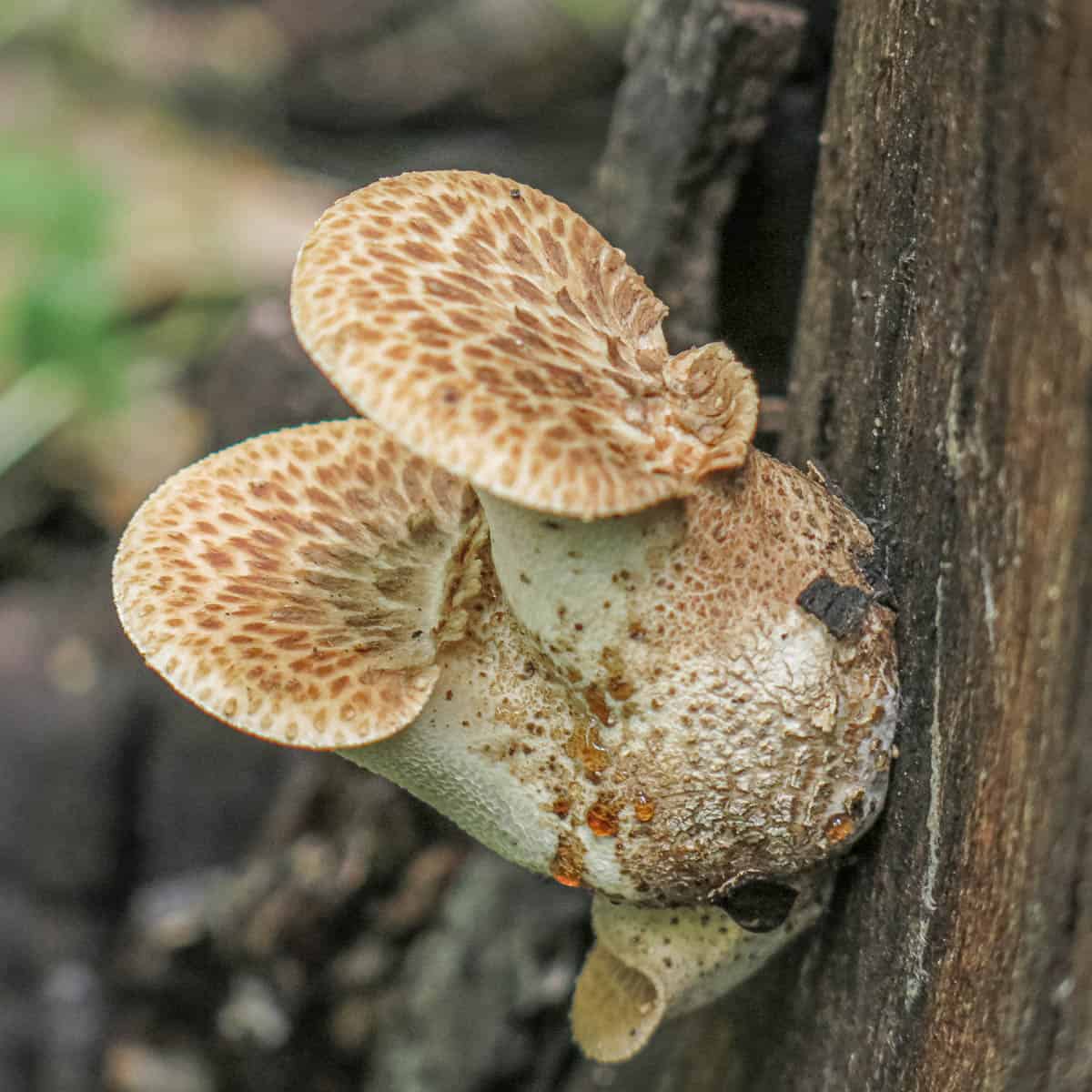 Dryad Saddle or Pheasant Back Mushrooms_