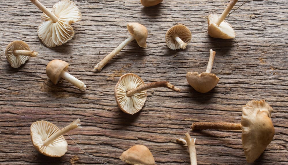 Fairy Ring Mousseron Mushrooms