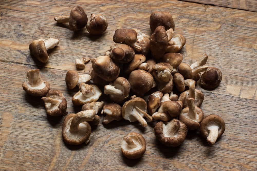 Mousseron- Mushrooms