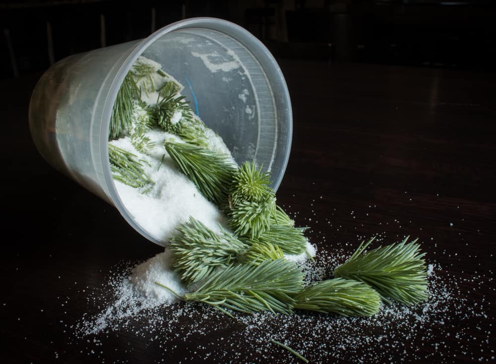 Spruce Tips in Sugar