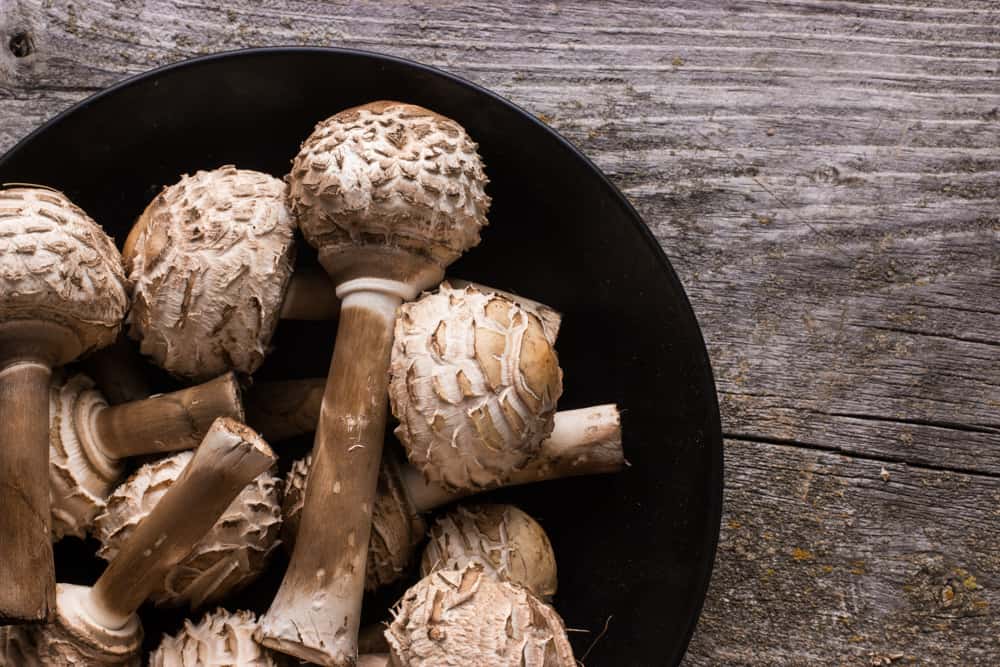 Shaggy Parasol Mushroom